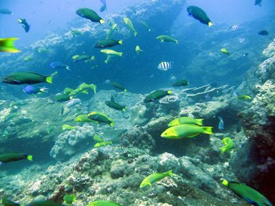 Coral Reef
