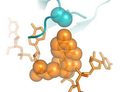 structural model of the musashi-1 protein interacting with Zika genome.
