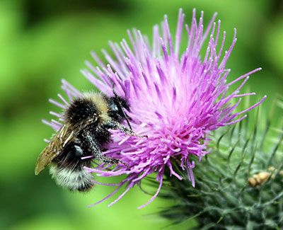 Bumble bee