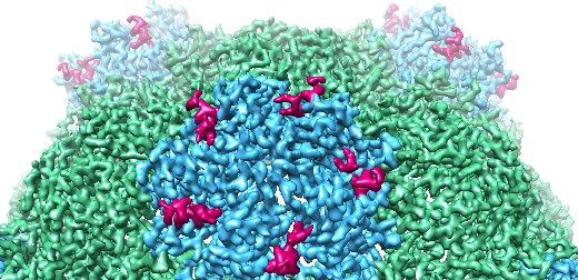 New research into how a plant virus assembles could lay the groundwork for future use to carry drugs into the human body.