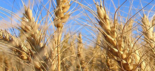 Concepts for sustainable agriculture