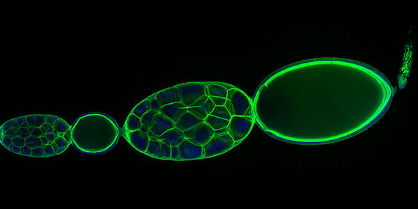 Heredity, Development and Disease