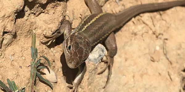 Lizard photographed during field trip