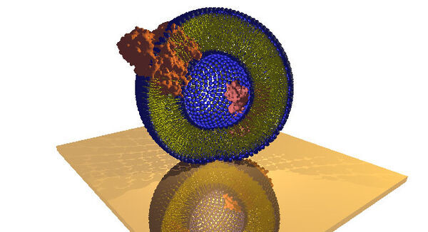 Vesicle