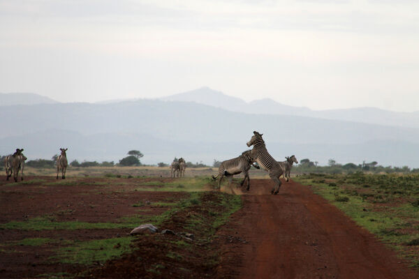 Zebras fighting in front of mount kenya