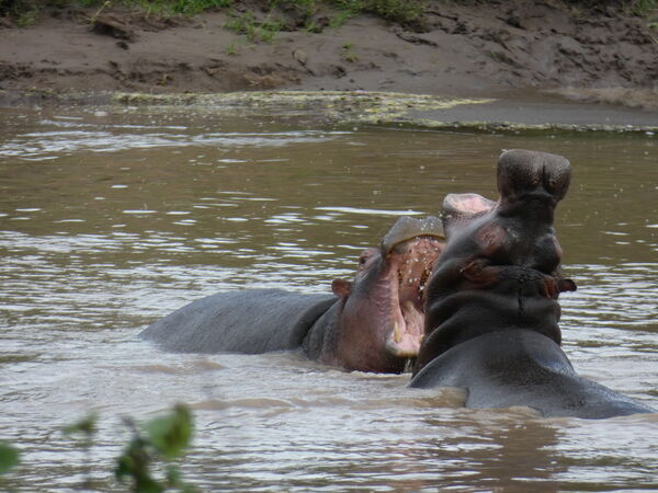 Rhinos fighting