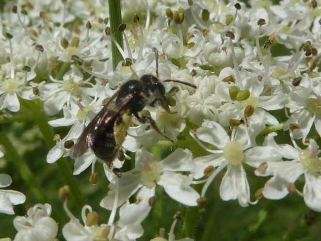 Bee sitting on white flower