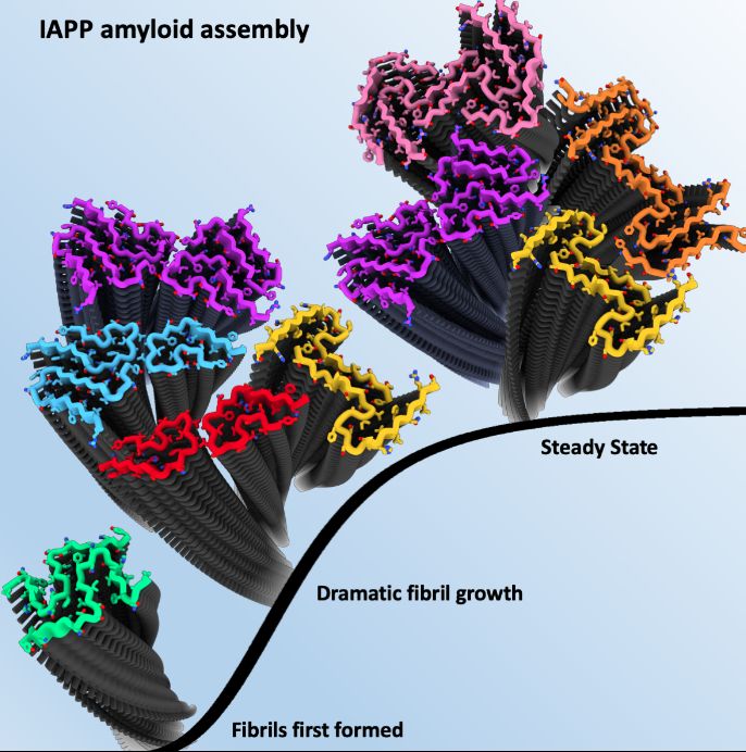 Amyloid fibril structures development at three points; 3 weeks (when they've first formed), 6 weeks (dramatic growth) and 22 weeks (steady state) 