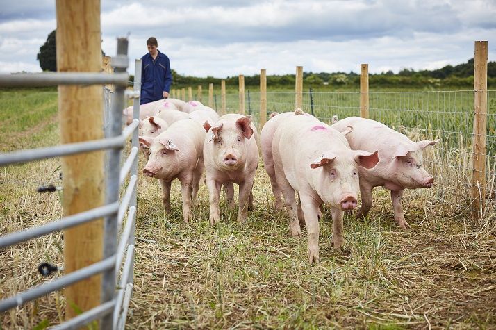 Group of pigs outside on farm