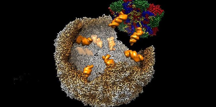 Unravelling the process that makes viruses infectious