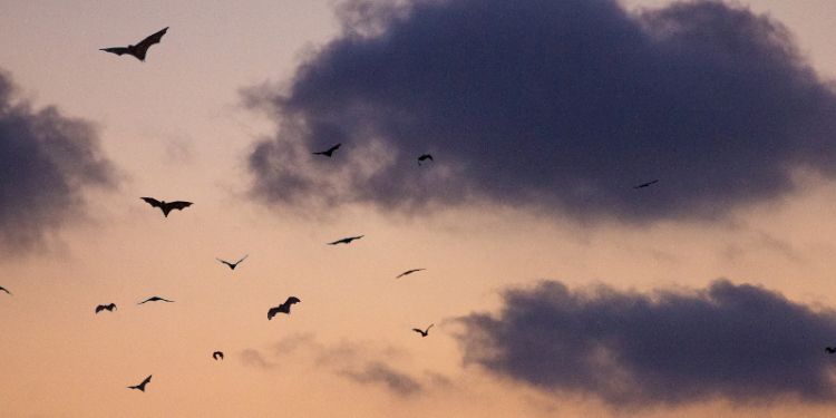 Bats fly in red sky