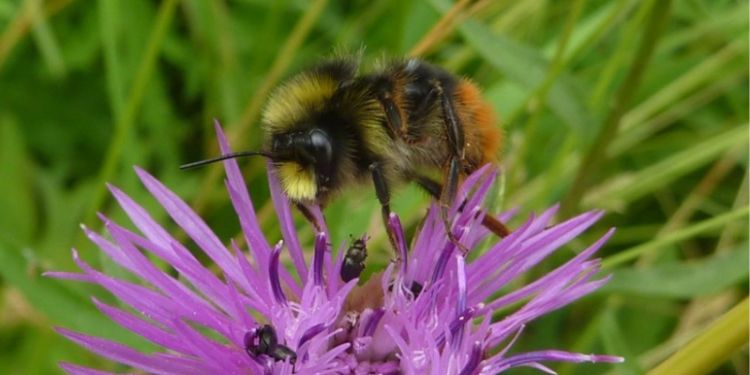 Bee sitting on flower