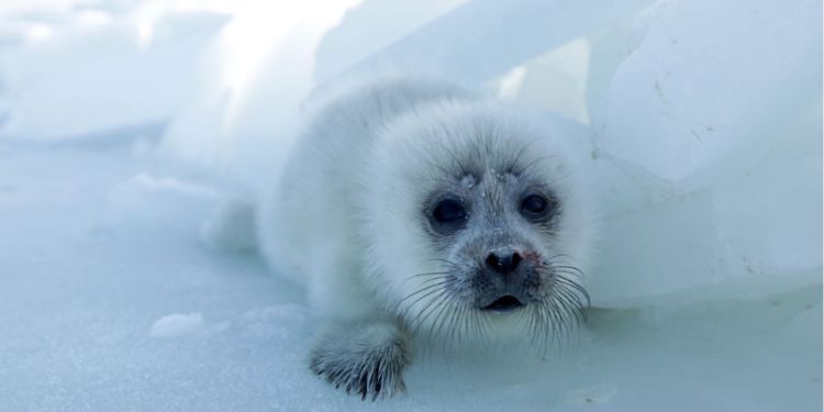 Caspian Sea decline threatens endangered seals and coastal communities