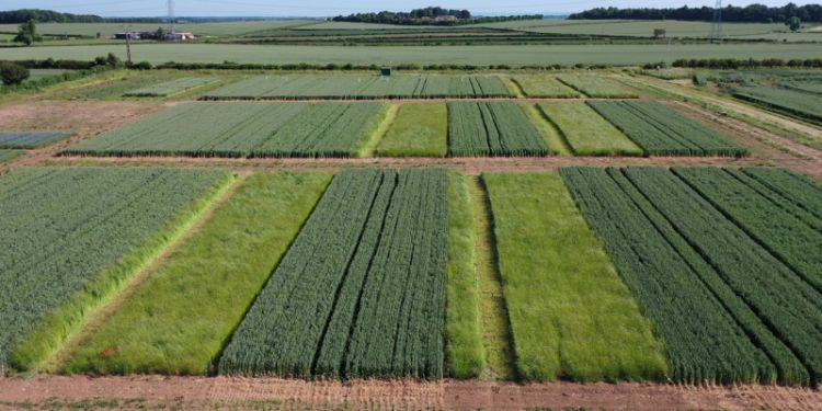 What can soil teach us about sustainability? 
