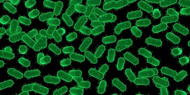 Exploiting a chink in the armour of bacteria