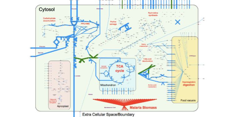 Systems biology quantitative analysis of host-parasite metabolic networks 