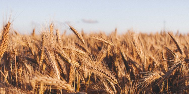 From the ordinary to the extraordinary: how a simple train ride led to a breakthrough discovery in sustainable crop research 