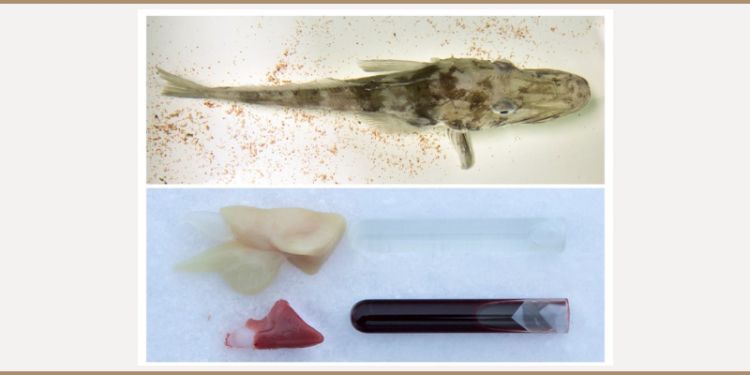 Icefish heart 800x400