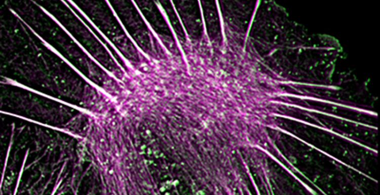 Membranes organelles and cytoskeleton research in the Cell and Organismal Biology area