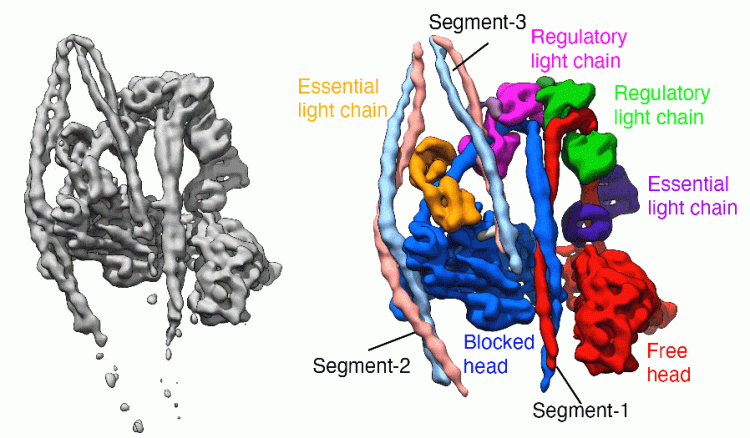 Picture of Myosin