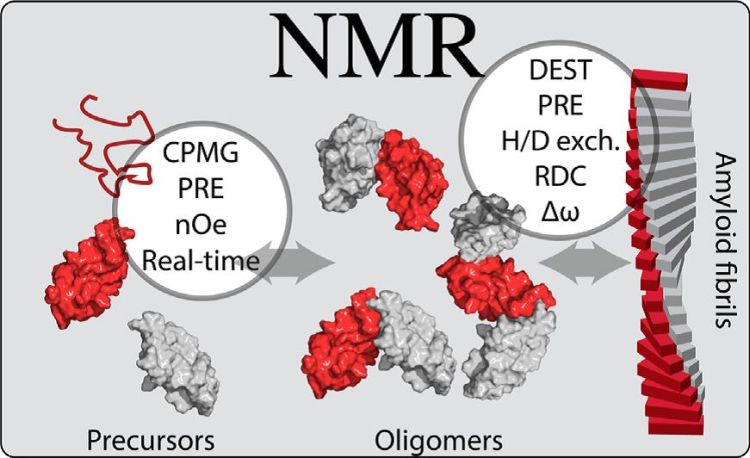 Amyloid formation