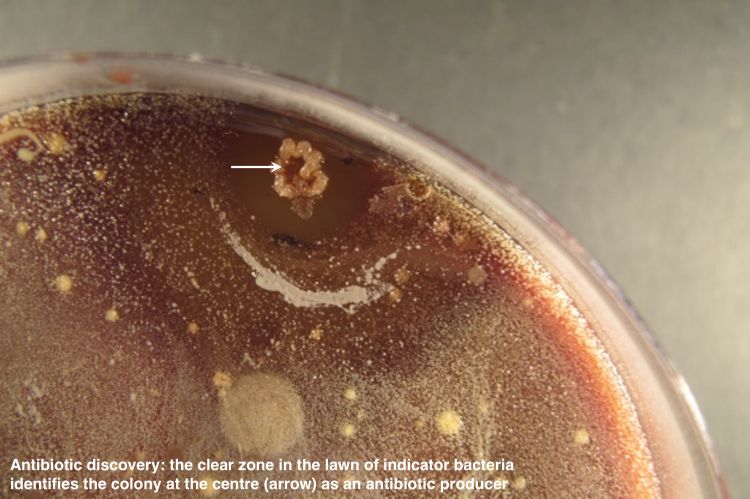 Zone of inhibition around a colony producing antibiotics
