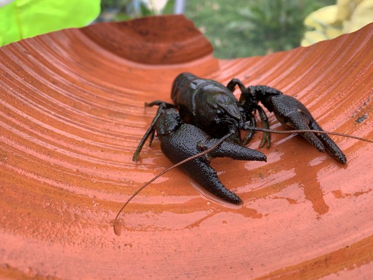 Researchers join race to save endangered species from deadly disease 
