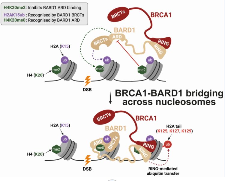 Brca1 bard1_credit: Dr Martina Foglizzo
