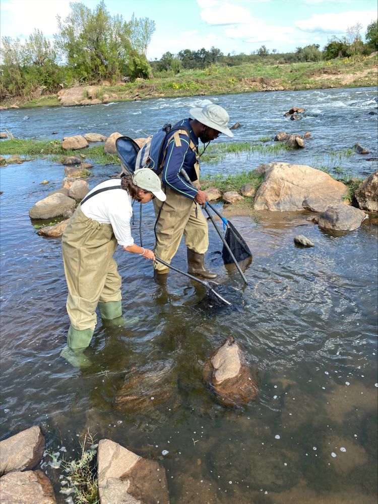 Dr South surveying aquatic communities in the Kruger National Park, South Africa