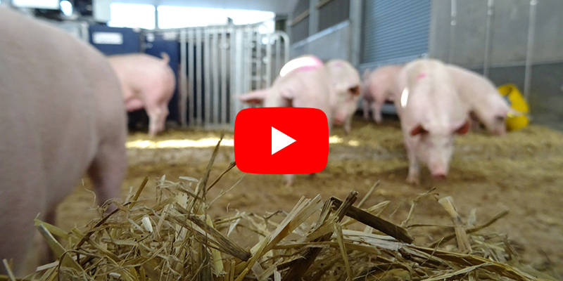 Pigs indoors at the National Pig Centre